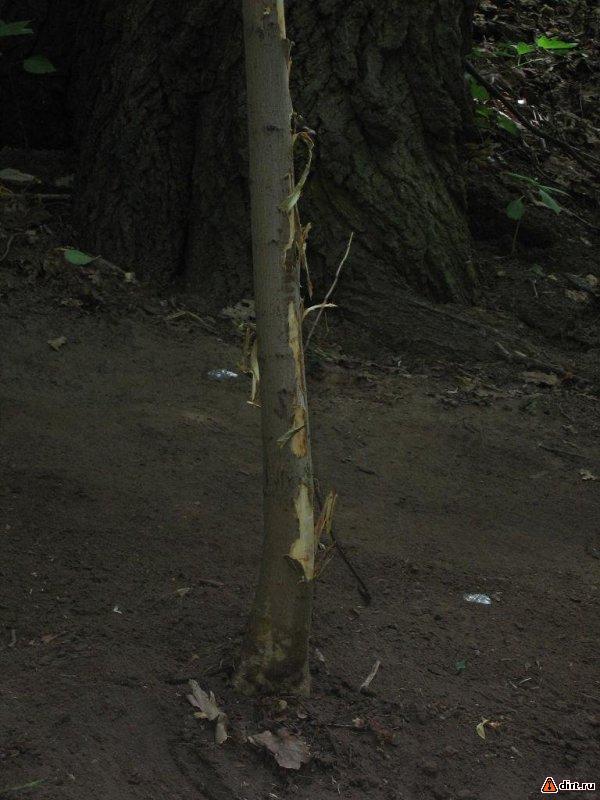 �������, ����� ���������� � ������ ������