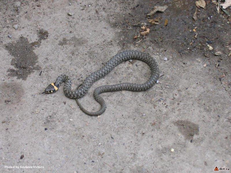 �������, ����� ���������� � ������ ������