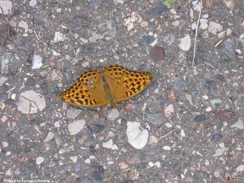 �������, ����� ���������� � ������ ������