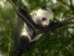 Pilot_Panda.jpg